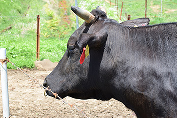米沢牛はなぜおいしい1